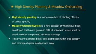 ★ High Density Planting & Meadow Orcharding
● High density planting is a modern method of planting of fruits
at dense spacing
● Meadow Orchard System is a new concept of which have been
developed first time in guava in CISH-Lucknow in which small or
dwarf varieties are planted at closer spacings
● This system facilitates better light distribution within tree canopy
and promotes higher yield per unit area
 