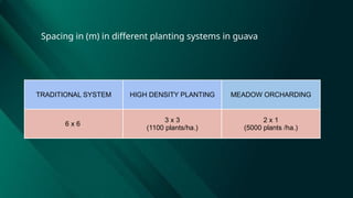 Spacing in (m) in different planting systems in guava
TRADITIONAL SYSTEM HIGH DENSITY PLANTING MEADOW ORCHARDING
6 x 6
3 x 3
(1100 plants/ha.)
2 x 1
(5000 plants /ha.)
 