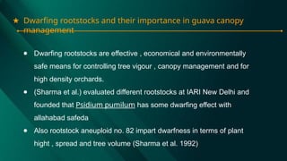 ★ Dwarfing rootstocks and their importance in guava canopy
management
● Dwarfing rootstocks are effective , economical and environmentally
safe means for controlling tree vigour , canopy management and for
high density orchards.
● (Sharma et al.) evaluated different rootstocks at IARI New Delhi and
founded that Psidium pumilum has some dwarfing effect with
allahabad safeda
● Also rootstock aneuploid no. 82 impart dwarfness in terms of plant
hight , spread and tree volume (Sharma et al. 1992)
 