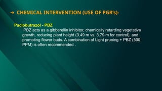 ➔ CHEMICAL INTERVENTION (USE OF PGR’s)-
Paclobutrazol - PBZ
PBZ acts as a gibberellin inhibitor, chemically retarding vegetative
growth, reducing plant height (3.49 m vs. 3.79 m for control), and
promoting flower buds. A combination of Light pruning + PBZ (500
PPM) is often recommended .
 