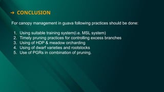 ➔ CONCLUSION
For canopy management in guava following practices should be done:
1. Using suitable training system(i.e. MSL system)
2. Timely pruning practices for controlling excess branches
3. Using of HDP & meadow orcharding
4. Using of dwarf varieties and rootstocks
5. Use of PGRs in combination of pruning.
 