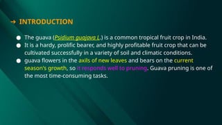 ➔ INTRODUCTION
● The guava (Psidium guajava L.) is a common tropical fruit crop in India.
● It is a hardy, prolific bearer, and highly profitable fruit crop that can be
cultivated successfully in a variety of soil and climatic conditions.
● guava flowers in the axils of new leaves and bears on the current
season's growth, so it responds well to pruning. Guava pruning is one of
the most time-consuming tasks.
 