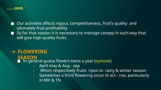 ● Our activities affects vigour, competitiveness, fruit’s quality and
ultimately fruit profitability
● So for that reason it is necessary to manage canopy in such way that
will give high quality fruits.
….. cont.
➔ FLOWERING
SEASON
● In general guava flowers twice a year (cymose)
- April may & Aug - sep
- Which respectively fruits ripen in rainy & winter season
- Sometimes a third flowering occur in oct.- nov. particularly
in MH & TN
 