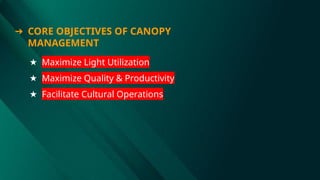 ➔ CORE OBJECTIVES OF CANOPY
MANAGEMENT
★ Maximize Light Utilization
★ Maximize Quality & Productivity
★ Facilitate Cultural Operations
 