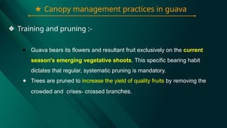 ★ Canopy management practices in guava
❖ Training and pruning :-
● Guava bears its flowers and resultant fruit exclusively on the current
season's emerging vegetative shoots. This specific bearing habit
dictates that regular, systematic pruning is mandatory.
● Trees are pruned to increase the yield of quality fruits by removing the
crowded and crises- crossed branches.
 