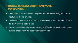 ● Trees are trained to a uniform height of 60-75 cm from the ground. As a
result, new shoots emerge.
● Three to four equally spaced shoots are retained around the stem to form
the main scaffold limbs of tree
● The selected shoots are further pruned to 50% of their length for inducing
multiple shoots from the buds below the cut end.
➔ INITIAL TRAINING AND FRAMEWORK
DEVELOPMENT
 