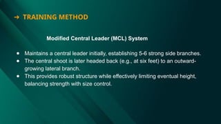 Modified Central Leader (MCL) System
● Maintains a central leader initially, establishing 5-6 strong side branches.
● The central shoot is later headed back (e.g., at six feet) to an outward-
growing lateral branch.
● This provides robust structure while effectively limiting eventual height,
balancing strength with size control.
➔ TRAINING METHOD
 