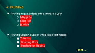 ★ Pruning in guava done three times in a year
○ May-june
○ Sept- oct
○ jan-feb
★ Pruning usually involves three basic techniques:
■ Thinning
■ Heading Back
■ Pinching or Tipping
cont…..
➔ PRUNING
 
