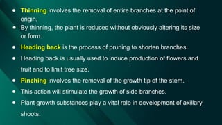 ● Thinning involves the removal of entire branches at the point of
origin.
● By thinning, the plant is reduced without obviously altering its size
or form.
● Heading back is the process of pruning to shorten branches.
● Heading back is usually used to induce production of flowers and
fruit and to limit tree size.
● Pinching involves the removal of the growth tip of the stem.
● This action will stimulate the growth of side branches.
● Plant growth substances play a vital role in development of axillary
shoots.
 