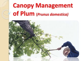Canopy Management
of Plum (Prunus domestica)
 