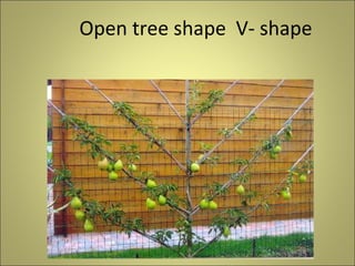 Canopy management & pruning of fruits trees