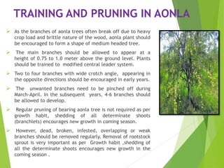 TRAINING AND PRUNING IN AONLA
 As the branches of aonla trees often break off due to heavy
crop load and brittle nature of the wood, aonla plant should
be encouraged to form a shape of medium headed tree.
 The main branches should be allowed to appear at a
height of 0.75 to 1.0 meter above the ground level. Plants
should be trained to modified central leader system.
 Two to four branches with wide crotch angle, appearing in
the opposite directions should be encouraged in early years.
 The unwanted branches need to be pinched off during
March-April. In the subsequent years, 4-6 branches should
be allowed to develop.
 Regular pruning of bearing aonla tree is not required as per
growth habit, shedding of all determinate shoots
(branchlets) encourages new growth in coming season.
 However, dead, broken, infested, overlapping or weak
branches should be removed regularly. Removal of rootstock
sprout is very important as per Growth habit ,shedding of
all the determinate shoots encourages new growth in the
coming season .
 