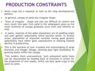 PRODUCTION CONSTRAINTS
 Aonla crops has a seasonal as well as life long developmental
pattern.
 In general, canopy of aonla has irregular shape.
 Trees of irregular shape and size are difficult to control and
even result into poor fruit yield in the subsequent years as the
lower branches of canopy gradually turns inert and infertile as
well.
 In aonla, majority of the older plantations are of seedling origin
and poor genetic potentiality which become senile. In several
areas, plantations of improved varieties having good genetic
potentiality have either gone unproductive or showing marked
decline in productivity.
 This is the outcome of over crowded and intermingling of large
branches and meager foliage, allowing poor light availability to
growing shoots within the canopy.
 This renders them uneconomical. Such exhausted aonla trees
can be rejuvenated by heading back of branches in winter for
the production of new shoots, which can bear good crops in the
years to come.
 