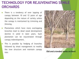 TECHNOLOGY FOR REJUVENATING SENILE
ORCHARDS
 There is a tendency of over lapping of
canopy between 10 and 12 years of age
depending on the nature of variety unless
the canopy is maintained by trimming and
thinning.
 Plantations which have more overlapping
branches lead to dead wood development
decline in yield in later years. Such
plantation can be rejuvenated through
canopy redevelopment.
 This is possible by hedging of branches
followed by shoot management to modify
the tree structure and maintain canopy
size. Old and crowded aonla orchard
 
