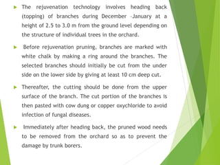  The rejuvenation technology involves heading back
(topping) of branches during December –January at a
height of 2.5 to 3.0 m from the ground level depending on
the structure of individual trees in the orchard.
 Before rejuvenation pruning, branches are marked with
white chalk by making a ring around the branches. The
selected branches should initially be cut from the under
side on the lower side by giving at least 10 cm deep cut.
 Thereafter, the cutting should be done from the upper
surface of the branch. The cut portion of the branches is
then pasted with cow dung or copper oxychloride to avoid
infection of fungal diseases.
 Immediately after heading back, the pruned wood needs
to be removed from the orchard so as to prevent the
damage by trunk borers.
 