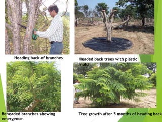 Heading back of branches
Beheaded branches showing
emergence
Tree growth after 5 months of heading back
Headed back trees with plastic
mulch
 