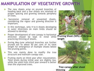 MANIPULATION OF VEGETATIVE GROWTH
 The new shoots arise on pruned branches of
heading back and a few shoots are retained at
proper spacing and growing towards periphery
of trees.
 Successive removal of unwanted shoots,
considering the vigour and growing direction is
important.
 In this technique, only 4 to 6 shoots developing
in outer directions on main limbs should be
allowed to develop.
 Proper development of new canopy in horizontal
direction should be kept in mind while
practicing thinning of shoots.
 During May-june selected branches are further
pruned out to about 50 per cent of its total
length for emergence of multiple shoots below
the pruning points.
 This was mainly done to modify the tree
structure and maintain canopy size.
 Fruiting starts on third year after rejuvenation.
Yield levels during initial year are slightly low,
while the yield from third year onward is better
than the unpruned trees.
Pruning Shoot (50%) of its total
length
Tree canopy after shoot
thinning
 