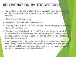 REJUVENATION BY TOP WORKING
 Top working can be easily adopted in rejuvenated trees to upgrade the
old and senile plantations of seedling progeny with superior commercial
cultivars.
 Top working involves two steps
(i) beheading of the tree to be top worked and
(ii) budding with a elite material on the new flushes emerging out on the
stumps of beheaded tree.
 The plants are headed back of 2.5 to 3.0 m above the ground level. Four
to six shoots from the outer directions on main limbs should be allowed to
develop. During june-july scion of desired varieties are grafted or
budded on these shoots .
 After bud sprouting, the top portion of the shoot is removed. Numerous
side shoots, which emerge on the pruned branches after the budding
operation should be removed regularly as and when they emerge, so that
tree of pure commercial variety is obtained.
 