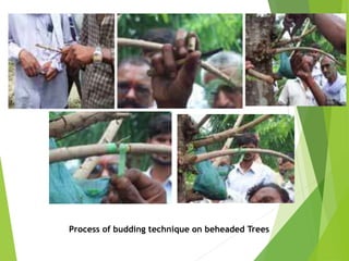 Process of budding technique on beheaded Trees
 