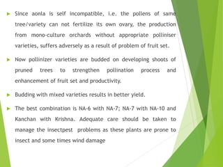  Since aonla is self incompatible, i.e. the pollens of same
tree/variety can not fertilize its own ovary, the production
from mono-culture orchards without appropriate polliniser
varieties, suffers adversely as a result of problem of fruit set.
 Now pollinizer varieties are budded on developing shoots of
pruned trees to strengthen pollination process and
enhancement of fruit set and productivity.
 Budding with mixed varieties results in better yield.
 The best combination is NA-6 with NA-7; NA-7 with NA-10 and
Kanchan with Krishna. Adequate care should be taken to
manage the insectpest problems as these plants are prone to
insect and some times wind damage
 