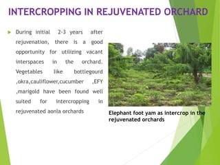 INTERCROPPING IN REJUVENATED ORCHARD
 During initial 2-3 years after
rejuvenation, there is a good
opportunity for utilizing vacant
interspaces in the orchard.
Vegetables like bottlegourd
,okra,cauliflower,cucumber ,EFY
,marigold have been found well
suited for intercropping in
rejuvenated aonla orchards Elephant foot yam as intercrop in the
rejuvenated orchards
 