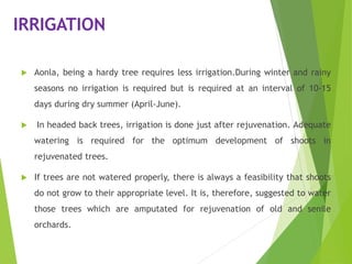 IRRIGATION
 Aonla, being a hardy tree requires less irrigation.During winter and rainy
seasons no irrigation is required but is required at an interval of 10-15
days during dry summer (April-June).
 In headed back trees, irrigation is done just after rejuvenation. Adequate
watering is required for the optimum development of shoots in
rejuvenated trees.
 If trees are not watered properly, there is always a feasibility that shoots
do not grow to their appropriate level. It is, therefore, suggested to water
those trees which are amputated for rejuvenation of old and senile
orchards.
 