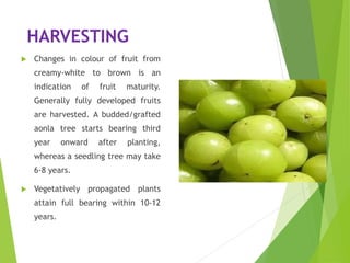 HARVESTING
 Changes in colour of fruit from
creamy-white to brown is an
indication of fruit maturity.
Generally fully developed fruits
are harvested. A budded/grafted
aonla tree starts bearing third
year onward after planting,
whereas a seedling tree may take
6-8 years.
 Vegetatively propagated plants
attain full bearing within 10-12
years.
 