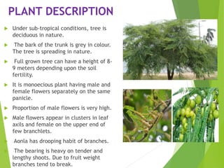 PLANT DESCRIPTION
 Under sub-tropical conditions, tree is
deciduous in nature.
 The bark of the trunk is grey in colour.
The tree is spreading in nature.
 Full grown tree can have a height of 8-
9 meters depending upon the soil
fertility.
 It is monoecious plant having male and
female flowers separately on the same
panicle.
 Proportion of male flowers is very high.
 Male flowers appear in clusters in leaf
axils and female on the upper end of
few branchlets.
 Aonla has drooping habit of branches.
 The bearing is heavy on tender and
lengthy shoots. Due to fruit weight
branches tend to break.
 