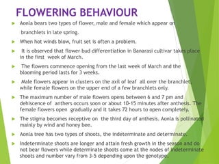 FLOWERING BEHAVIOUR
 Aonla bears two types of flower, male and female which appear on
branchlets in late spring.
 When hot winds blow, fruit set is often a problem.
 It is observed that flower bud differentiation in Banarasi cultivar takes place
in the first week of March.
 The flowers commence opening from the last week of March and the
blooming period lasts for 3 weeks.
 Male flowers appear in clusters on the axil of leaf all over the branchlet,
while female flowers on the upper end of a few branchlets only.
 The maximum number of male flowers opens between 6 and 7 pm and
dehiscence of anthers occurs soon or about 10-15 minutes after anthesis. The
female flowers open gradually and it takes 72 hours to open completely.
 The stigma becomes receptive on the third day of anthesis. Aonla is pollinated
mainly by wind and honey bee.
 Aonla tree has two types of shoots, the indeterminate and determinate.
 Indeterminate shoots are longer and attain fresh growth in the season and do
not bear flowers while determinate shoots come at the nodes of indeterminate
shoots and number vary from 3-5 depending upon the genotype.
 