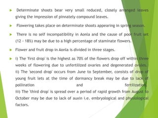  Determinate shoots bear very small reduced, closely arranged leaves
giving the impression of pinnately compound leaves.
 Flowering takes place on determinate shoots appearing in spring season.
 There is no self incompatibility in Aonla and the cause of poor fruit set
(12 - 18%) may be due to a high percentage of staminate flowers.
 Flower and fruit drop in Aonla is divided in three stages.
 i) The 'first drop' is the highest as 70% of the flowers drop off within three
weeks of flowering due to unfertilized ovaries and degenerated ovules.
ii) The 'second drop' occurs from June to September, consists of drop of
young fruit lets at the time of dormancy break may be due to lack of
pollination and fertilization.
iii) The 'third drop' is spread over a period of rapid growth from August to
October may be due to lack of auxin i.e. embryological and physiological
factors.
 