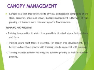 CANOPY MANAGEMENT
 Canopy in a fruit tree refers to its physical composition comprising of the
stem, branches, shoot and leaves. Canopy management is the ‘art’ of fruit
growing - it is much more than cutting off a few branches.
TRAINING AND PRUNING
• Training is a practice in which tree growth is directed into a desired shape
and form.
• Training young fruit trees is essential for proper tree development. It is
better to direct tree growth with training than to correct it with pruning.
• Training includes summer training and summer pruning as well as dormant
pruning.
 