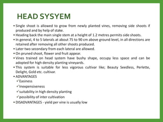 HEAD SYSYEM
• Single shoot is allowed to grow from newly planted vines, removing side shoots if
produced and by help of stake.
• Heading back the main single stem at a height of 1.2 metres permits side shoots.
• In general, 4 to 5 laterals at about 75 to 90 cm above ground level, in all directions are
retained after removing all other shoots produced.
• Later two secondary from each lateral are allowed.
• On pruned shoot, flower and fruit appear.
• Vines trained on head system have bushy shape, occupy less space and can be
adopted for high density planting vineyards.
• This system is suitable for less vigorous cultivar like; Beauty Seedless, Perlette,
Delight, Gold etc. cultivar.
• ADVANTAGES
Easiness
Inexpensiveness
suitability in high density planting
possibility of inter cultivation
• DISADVANTAGES - yield per vine is usually low
 