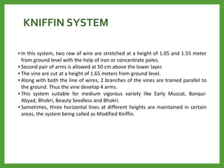 KNIFFIN SYSTEM
• In this system, two row of wire are stretched at a height of 1.05 and 1.55 meter
from ground level with the help of iron or concentrate poles.
• Second pair of arms is allowed at 50 cm above the lower layer.
• The vine are cut at a height of 1.65 meters from ground level.
• Along with both the line of wires, 2 branches of the vines are trained parallel to
the ground. Thus the vine develop 4 arms.
• This system suitable for medium vigorous variety like Early Muscat, Banqui-
Abyad, Bhokri, Beauty Seedless and Bhokri.
• Sometimes, three horizontal lines at different heights are maintained in certain
areas, the system being called as Modified Kniffin.
 