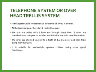 TELEPHONE SYSTEM OR OVER
HEADTRELLIS SYSTEM
• In this system pole are erected at a distance of 3.6 to 4.8 meter.
• At the terminal pole, there is 1.2 meter long arm.
• The arm are drilled with 6 hole and through these hole 6 wires are
stretched from one pole to another and this vine are train over these wires.
• The vines are allowed to grow to a hight of 1.5-1.6 meter and then train
along with the wires.
• It is suitable for moderately vigorous cultivar having more apical
dominance.
 