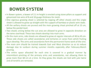 BOWER SYSTEM
• In Bower system, a bower of 2.1 m height is erected using stone pillars as support and
galvanized iron wire of 8 and 10 guage thickness for mesh.
• One vigorous growing shoot is selected by nipping off other shoots and this single
shoot is allowed to grow up straight with the support of bamboo or plastic wire stake.
• All the axillary shoots are pruned and the main growing shoot pinched off at 15 cm,
below the pandal level.
• Two shoots arising below the cut area are allowed to grow in opposite direction on
the wires overhead. These two shoots develop into main arms.
• On the main arms, side shoots are allowed to grow at regular intervals of 40 to 45 cm.
These side shoots are called secondaries and tertiaries or canes from which fruiting
spurs develop. The arms and secondaries form the permanent frame work of the vine.
• The main arm should be trained towards East and West direction so as to reduce
damage due to sunburn during summer months especially after February-March
pruning.
• The entire space allocated for each vine is covered in a gradual manner by
intermittent pinching of the primary arms and secondaries, not allowing them to
grow more than 60 cm at a time. As they grow, the shoots are tied with jute twine
and all tendrils are removed.
 