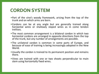 CORDON SYSTEM
•Part of the vine’s woody framework, arising from the top of the
trunk and on which arms are born.
•Cordons can be at any angle but are generally trained along
horizontal wires or shallowly sloped wires as in come tendon
trellises.
•The most common arrangement is a bilateral cordon in which two
horizontal cordons are arranged in opposite directions from the top
of the trunk, but any number of arrangements are possible.
•The unilateral cordon is common in some parts of Europe, and
because of ease of training is being increasingly adopted in the New
World.
•Usually the cordon is trained to its permanent position and remains
there.
•Vines are trained with one or two shoots perpendicular to main
stem using horizontally fixed wires.
 