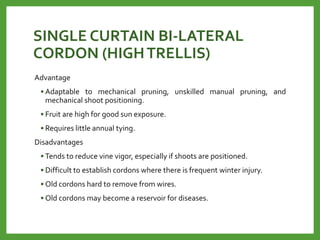 SINGLE CURTAIN BI-LATERAL
CORDON (HIGHTRELLIS)
Advantage
• Adaptable to mechanical pruning, unskilled manual pruning, and
mechanical shoot positioning.
• Fruit are high for good sun exposure.
• Requires little annual tying.
Disadvantages
• Tends to reduce vine vigor, especially if shoots are positioned.
• Difficult to establish cordons where there is frequent winter injury.
• Old cordons hard to remove from wires.
• Old cordons may become a reservoir for diseases.
 