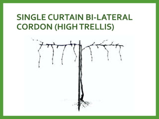 SINGLE CURTAIN BI-LATERAL
CORDON (HIGHTRELLIS)
 