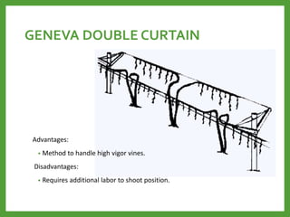 GENEVA DOUBLE CURTAIN
Advantages:
• Method to handle high vigor vines.
Disadvantages:
• Requires additional labor to shoot position.
 