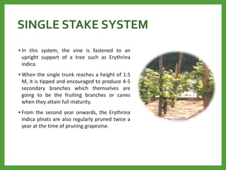 SINGLE STAKE SYSTEM
• In this system, the vine is fastened to an
upright support of a tree such as Erythrina
indica.
• When the single trunk reaches a height of 1.5
M, it is tipped and encouraged to produce 4-5
secondary branches which themselves are
going to be the fruiting branches or canes
when they attain full maturity.
• From the second year onwards, the Erythrina
indica plnats are also regularly pruned twice a
year at the time of pruning grapevine.
 