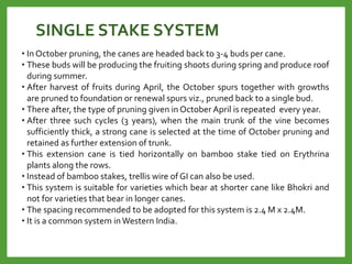 SINGLE STAKE SYSTEM
• In October pruning, the canes are headed back to 3-4 buds per cane.
• These buds will be producing the fruiting shoots during spring and produce ro0f
during summer.
• After harvest of fruits during April, the October spurs together with growths
are pruned to foundation or renewal spurs viz., pruned back to a single bud.
• There after, the type of pruning given in October April is repeated every year.
• After three such cycles (3 years), when the main trunk of the vine becomes
sufficiently thick, a strong cane is selected at the time of October pruning and
retained as further extension of trunk.
• This extension cane is tied horizontally on bamboo stake tied on Erythrina
plants along the rows.
• Instead of bamboo stakes, trellis wire of GI can also be used.
• This system is suitable for varieties which bear at shorter cane like Bhokri and
not for varieties that bear in longer canes.
• The spacing recommended to be adopted for this system is 2.4 M x 2.4M.
• It is a common system inWestern India.
 