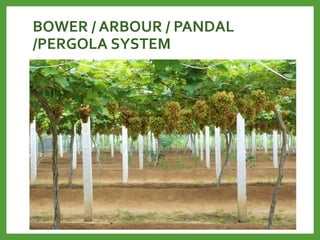 BOWER / ARBOUR / PANDAL
/PERGOLA SYSTEM
 