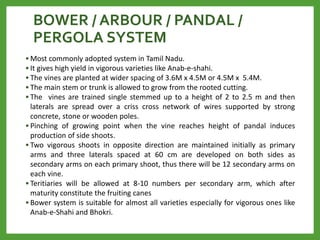 BOWER / ARBOUR / PANDAL /
PERGOLA SYSTEM
• Most commonly adopted system in Tamil Nadu.
• It gives high yield in vigorous varieties like Anab-e-shahi.
• The vines are planted at wider spacing of 3.6M x 4.5M or 4.5M x 5.4M.
• The main stem or trunk is allowed to grow from the rooted cutting.
• The vines are trained single stemmed up to a height of 2 to 2.5 m and then
laterals are spread over a criss cross network of wires supported by strong
concrete, stone or wooden poles.
• Pinching of growing point when the vine reaches height of pandal induces
production of side shoots.
• Two vigorous shoots in opposite direction are maintained initially as primary
arms and three laterals spaced at 60 cm are developed on both sides as
secondary arms on each primary shoot, thus there will be 12 secondary arms on
each vine.
• Teritiaries will be allowed at 8-10 numbers per secondary arm, which after
maturity constitute the fruiting canes
• Bower system is suitable for almost all varieties especially for vigorous ones like
Anab-e-Shahi and Bhokri.
 
