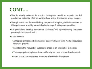 CONT….
• This is widely adopted in tropics throughout world to exploit the full
productive potential of vines, which show apical dominance under tropics.
• Though initial cost for establishing the pandal is higher, yields from vines on
this system are also higher mainly due to large fruiting area provided.
• It is possible to develop as many as 10 shoots/ m2 by subdividing the apices
growing in horizontal plain.
• ADVANTAGES
A tropical climate and mild winter as prevailing in Tamil Nadu encourages
luxuriant growth.
Facilitates the harvest of successive crops at an interval of 5 months.
The crops get enough sunshine uniformly for their proper development.
Plant protection measures are more effective in this system.
 