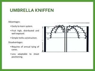 UMBRELLA KNIFFEN
Advantages:
• Easily to learn system.
• Fruit high, distributed and
well exposed.
• Simple trellis construction.
Disadvantages:
• Requires of annual tying of
canes.
• Less adaptable to shoot
positioning.
 