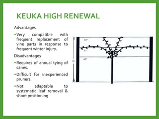 KEUKA HIGH RENEWAL
Advantages
•Very compatible with
frequent replacement of
vine parts in response to
frequent winter injury.
Disadvantages
•Requires of annual tying of
canes.
•Difficult for inexperienced
pruners.
•Not adaptable to
systematic leaf removal &
shoot positioning.
 