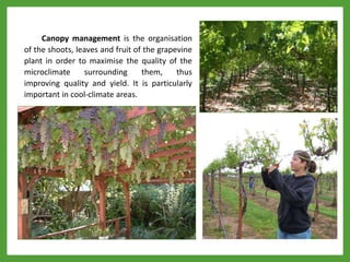 Canopy management is the organisation
of the shoots, leaves and fruit of the grapevine
plant in order to maximise the quality of the
microclimate surrounding them, thus
improving quality and yield. It is particularly
important in cool-climate areas.
 