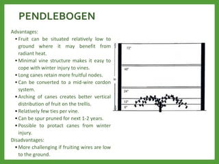 PENDLEBOGEN
Advantages:
• Fruit can be situated relatively low to
ground where it may benefit from
radiant heat.
• Minimal vine structure makes it easy to
cope with winter injury to vines.
• Long canes retain more fruitful nodes.
• Can be converted to a mid-wire cordon
system.
• Arching of canes creates better vertical
distribution of fruit on the trellis.
• Relatively few ties per vine.
• Can be spur pruned for next 1-2 years.
• Possible to protact canes from winter
injury.
Disadvantages:
• More challenging if fruiting wires are low
to the ground.
 