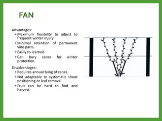 FAN
Advantages:
• Maximum flexibility to adjust to
frequent winter injury.
• Minimal retention of permanent
vine parts.
• Easily to learned.
• Can bury canes for winter
protection.
Disadvantages:
• Requires annual tying of canes.
• Not adaptable to systematic shoot
positioning or leaf removal.
• Fruit can be hard to find and
harvest.
 
