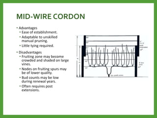 MID-WIRE CORDON
• Advantages
• Ease of establishment.
• Adaptable to unskilled
manual pruning.
• Little tying required.
• Disadvantages
• Fruiting zone may become
crowded and shaded on large
vines.
• Nodes on fruiting spurs may
be of lower quality.
• Bud counts may be low
during renewal years.
• Often requires post
extensions.
 